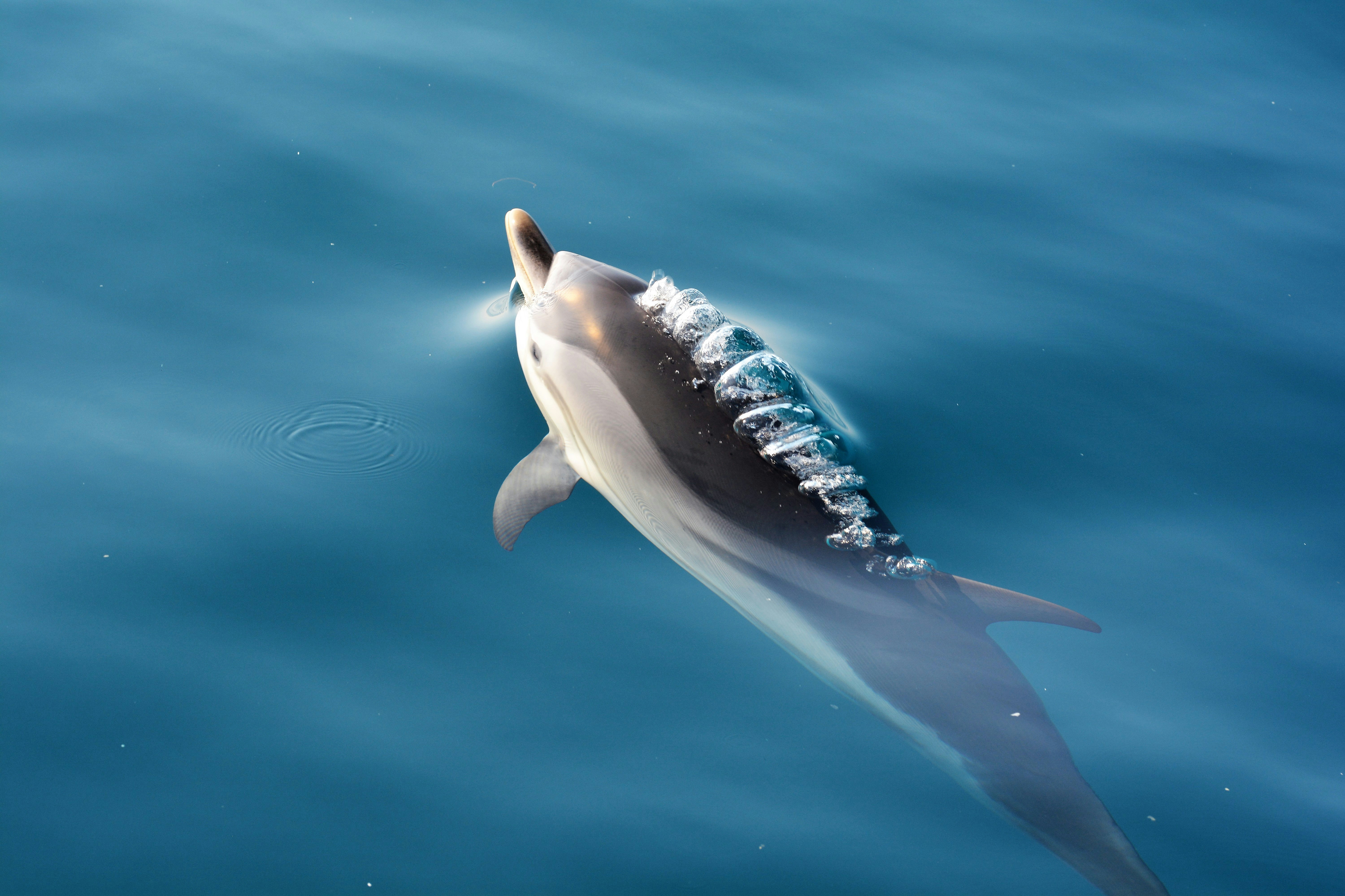 Jonian Dolphin Conservation is an association of scientific research aimed at the study of cetaceans of the Gulf of Taranto in the Northern Ionian Sea. Deep knowledge of the marine environment in its most disparate aspects. The objective of protecting cetaceans of the Gulf of Taranto can only be achieved by creating awareness in the population that cetaceans still exist in this sea.This awareness can only be achieved by creating knowledge. It is one of the 20 national excellences chosen to represent the Puglia Region at Expo 2015