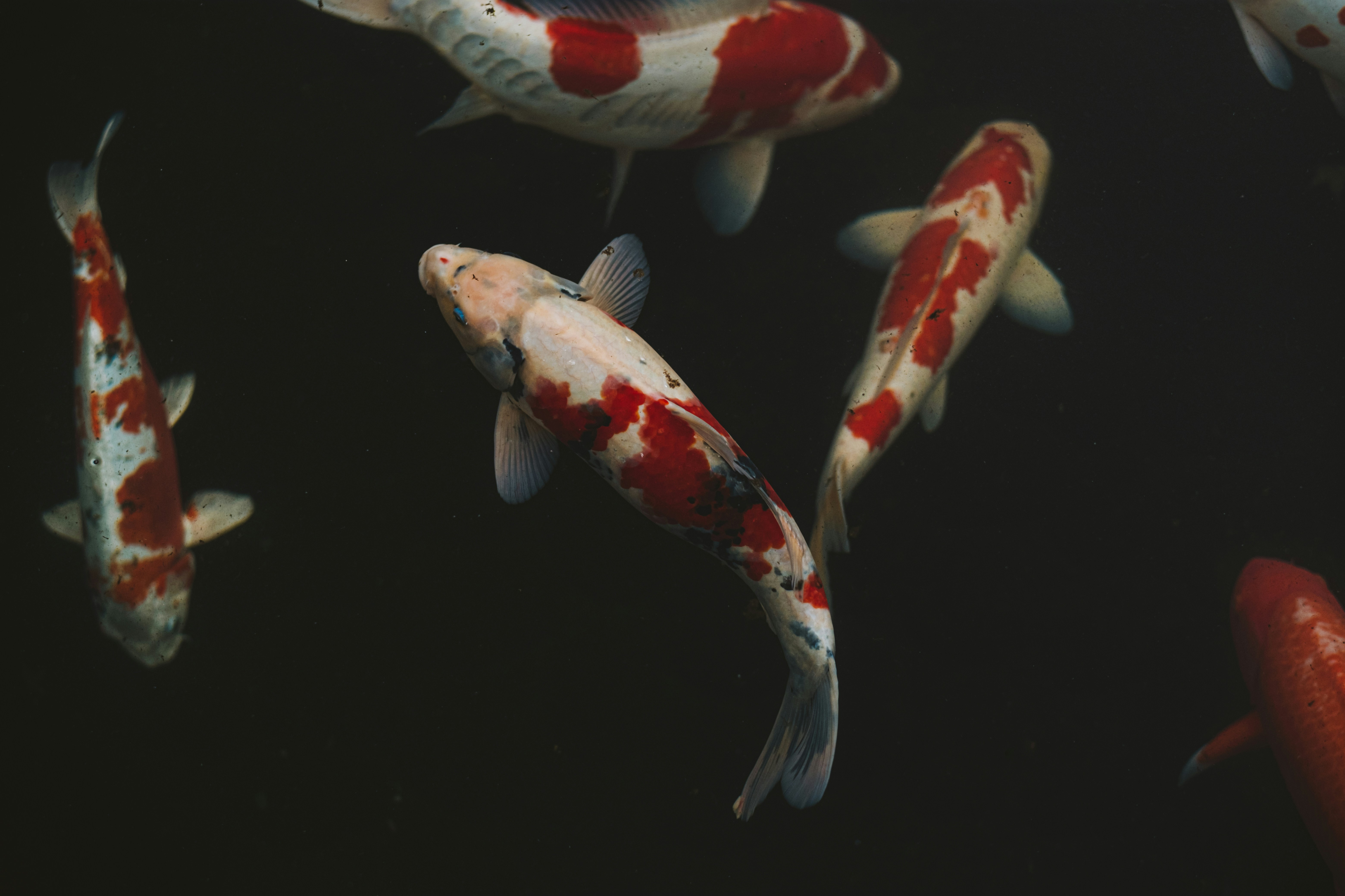 Karpa koi