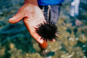 man showing a sea urchin in the shoreline