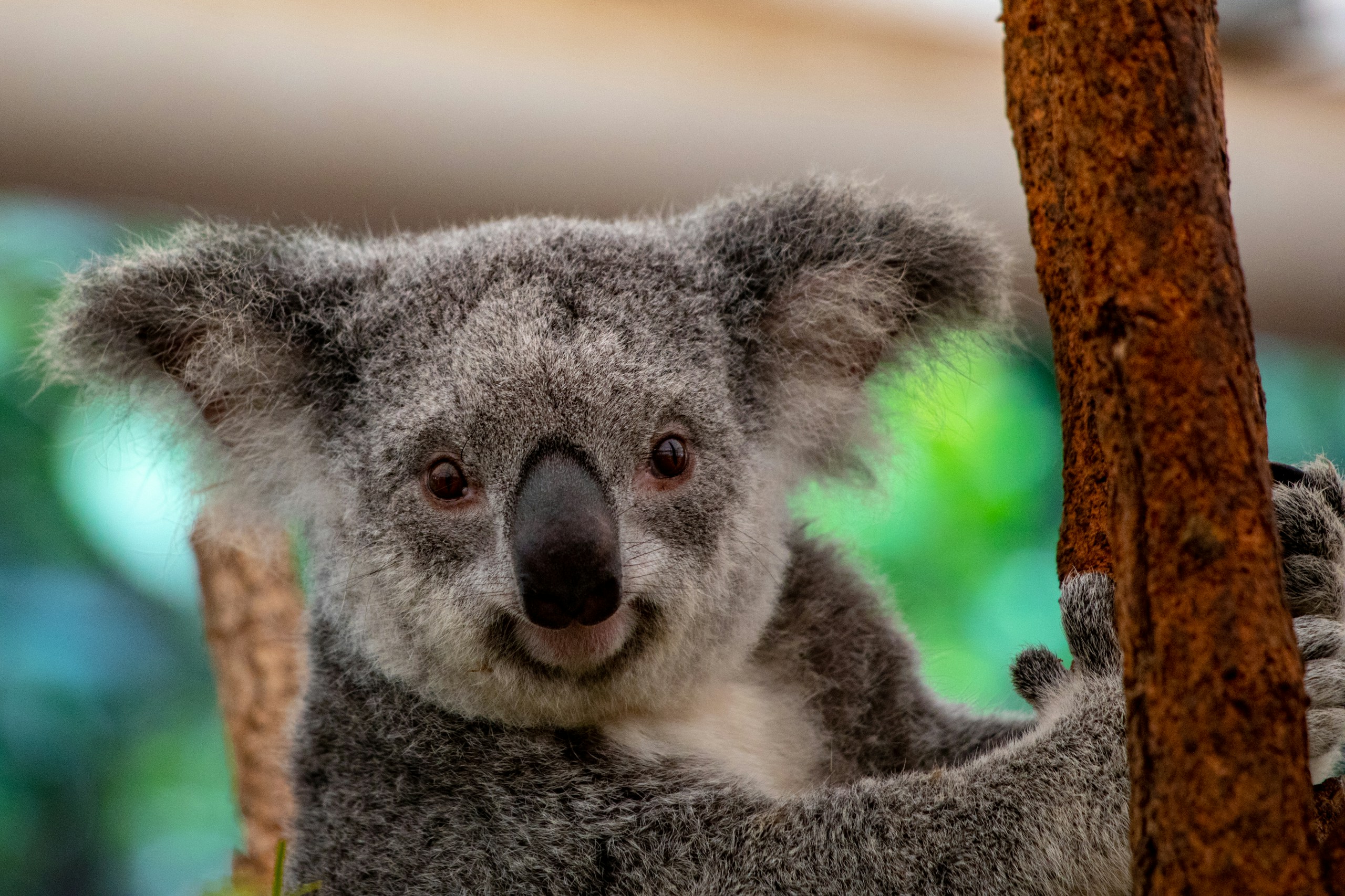 One of the Koalas at Lone Pine Animal Sanctuary was very interested in what I was doing. He stared me down the entire time I was in the area.
