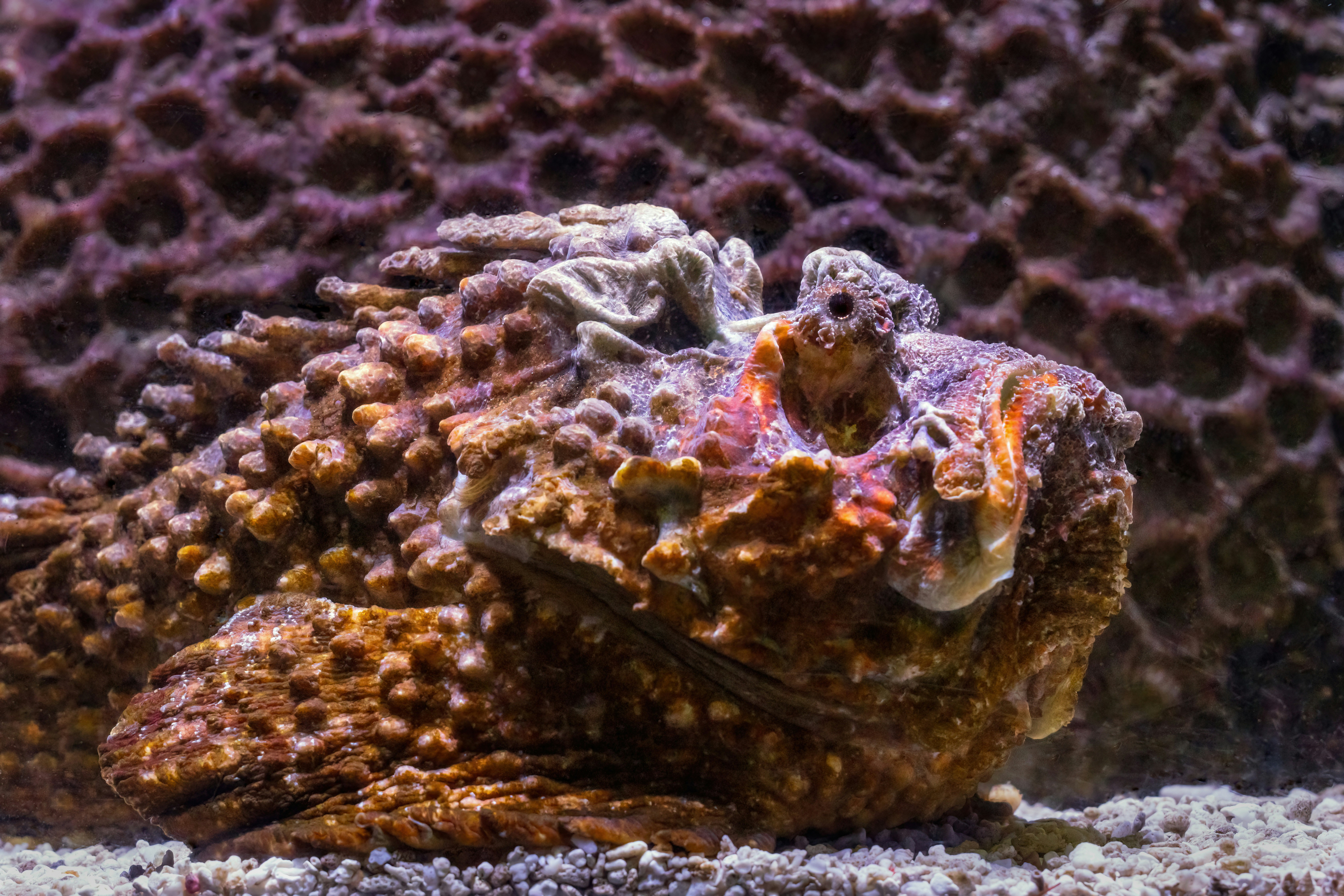 Side view of a Stonefish at the Cairns Aquarium in North Queensland, Australia. These fish look just like a rock, and they wait till a small fish gets close enough to strike and eat.