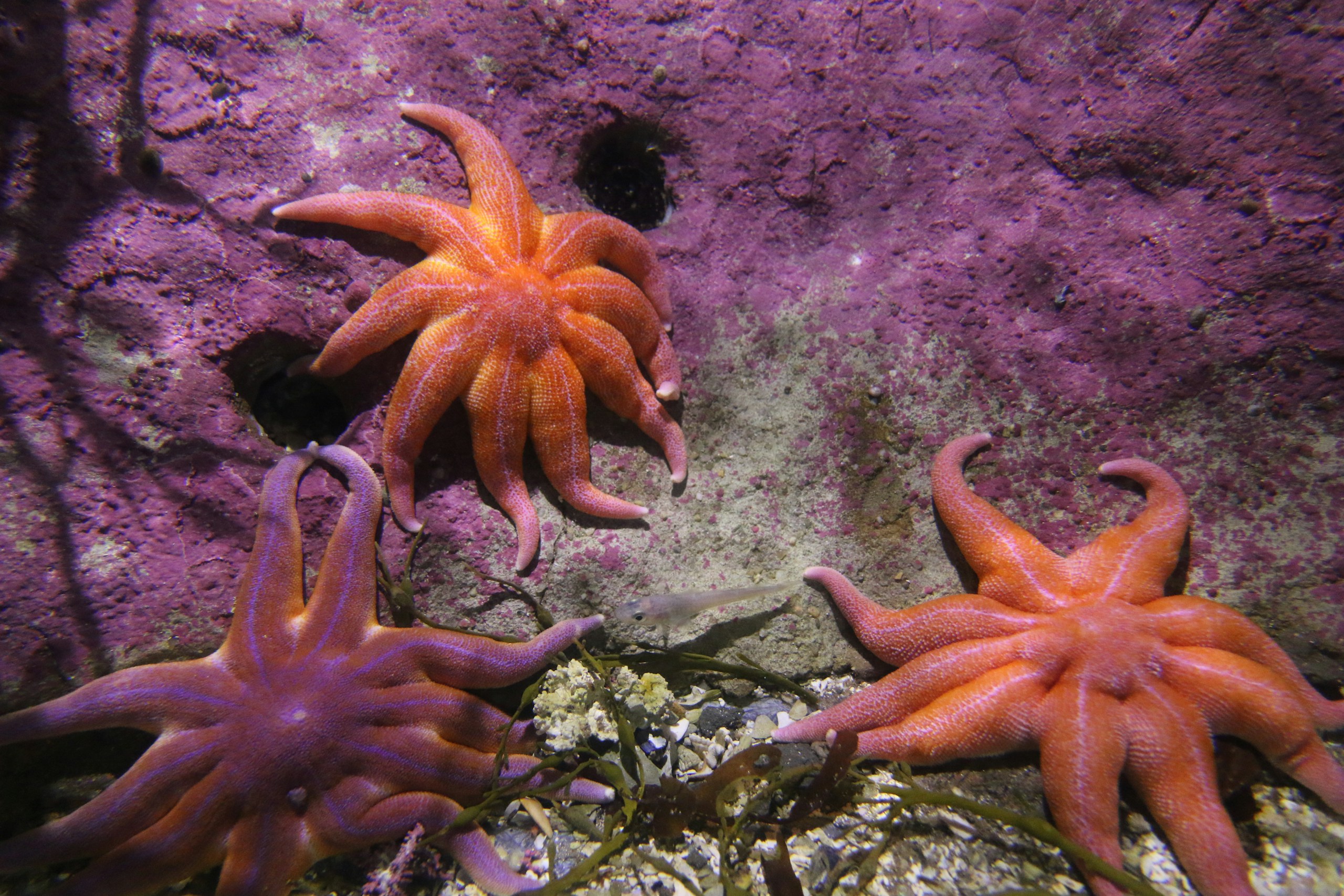 Starfish in Arctic Sea in Tromso, Norway