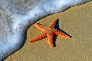 Starfish on a sand beach