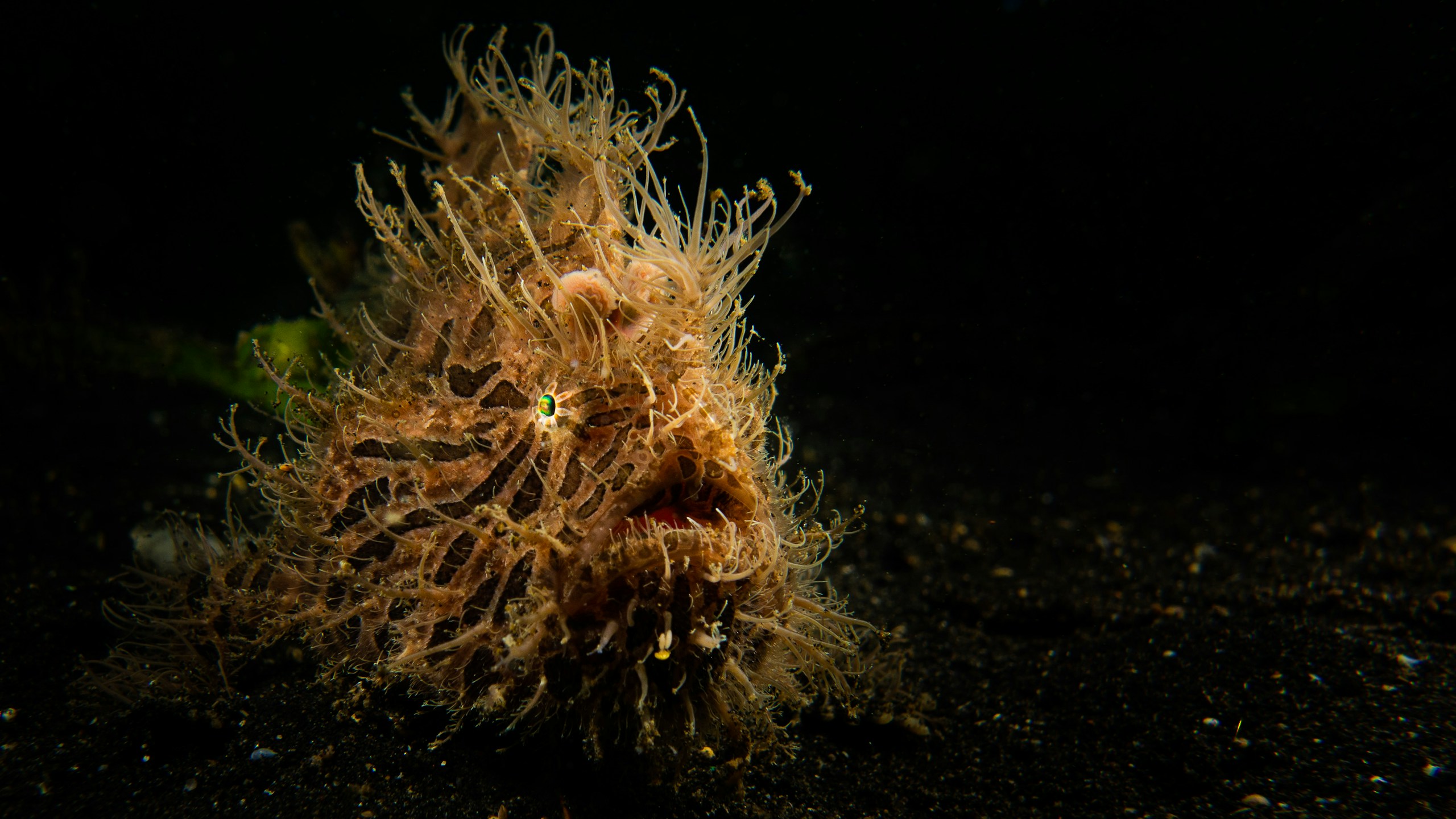 Striated Frogfish (Antennarius striatus)
Frogfish can inhale their prey in six thousands of a second. That's one of the fastest eating methods known in the animal kingdom.