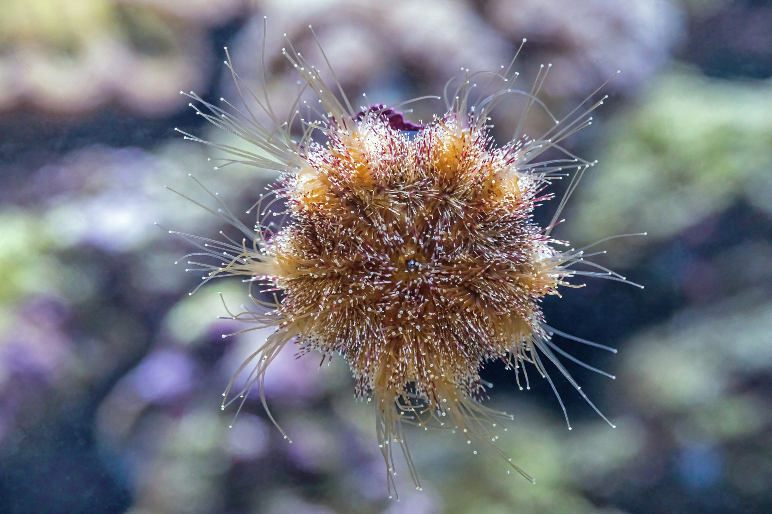 The underneath of a sea urchin up against the glass of a fish tank at the Cairns Aquarium.
