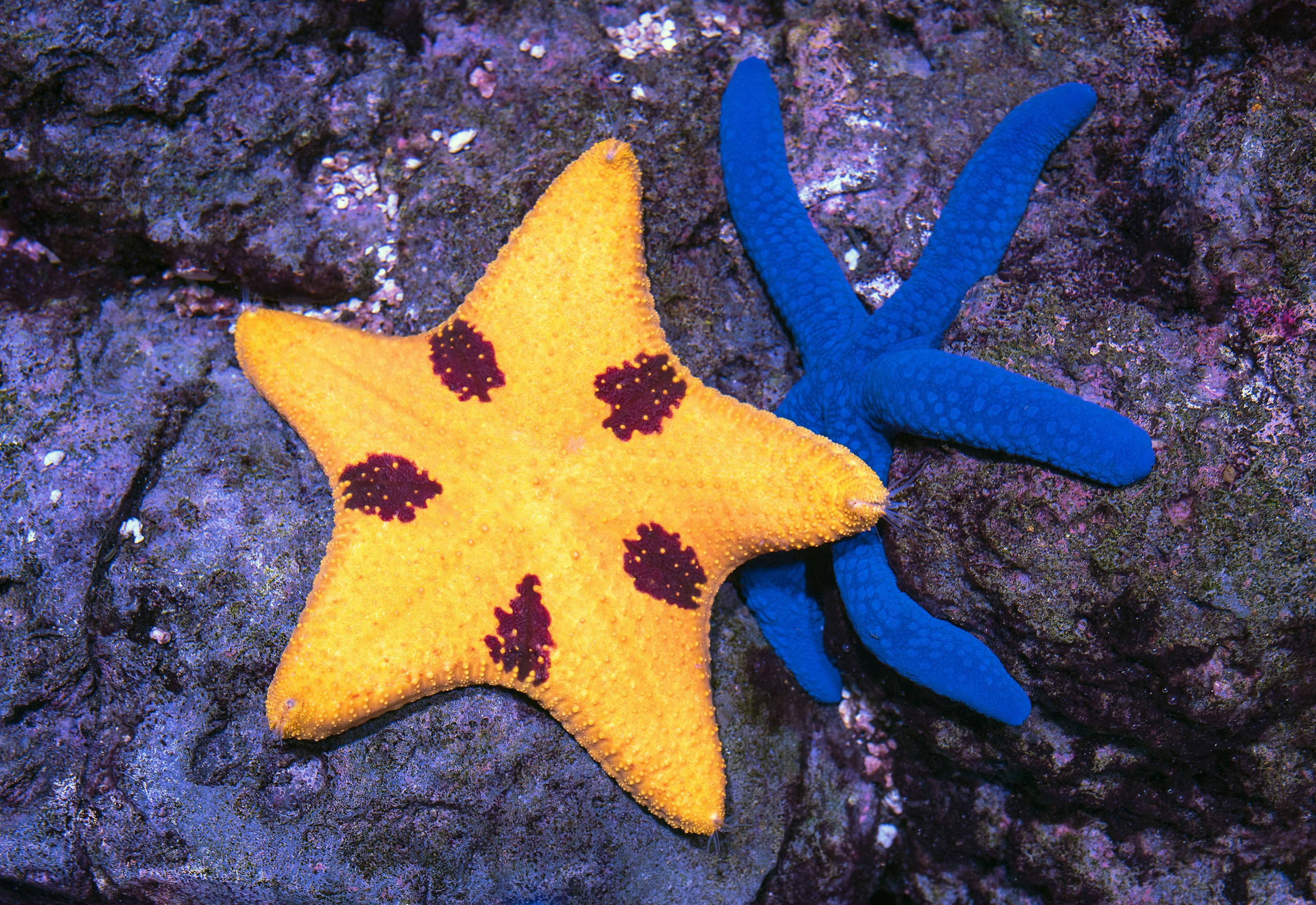 The yellow one on the left is called an Elegant Seastar and on the right, a Blue Linckia Seastar or just Blue Starfish, which or common on the coral reefs of the Great Barrier Reef.