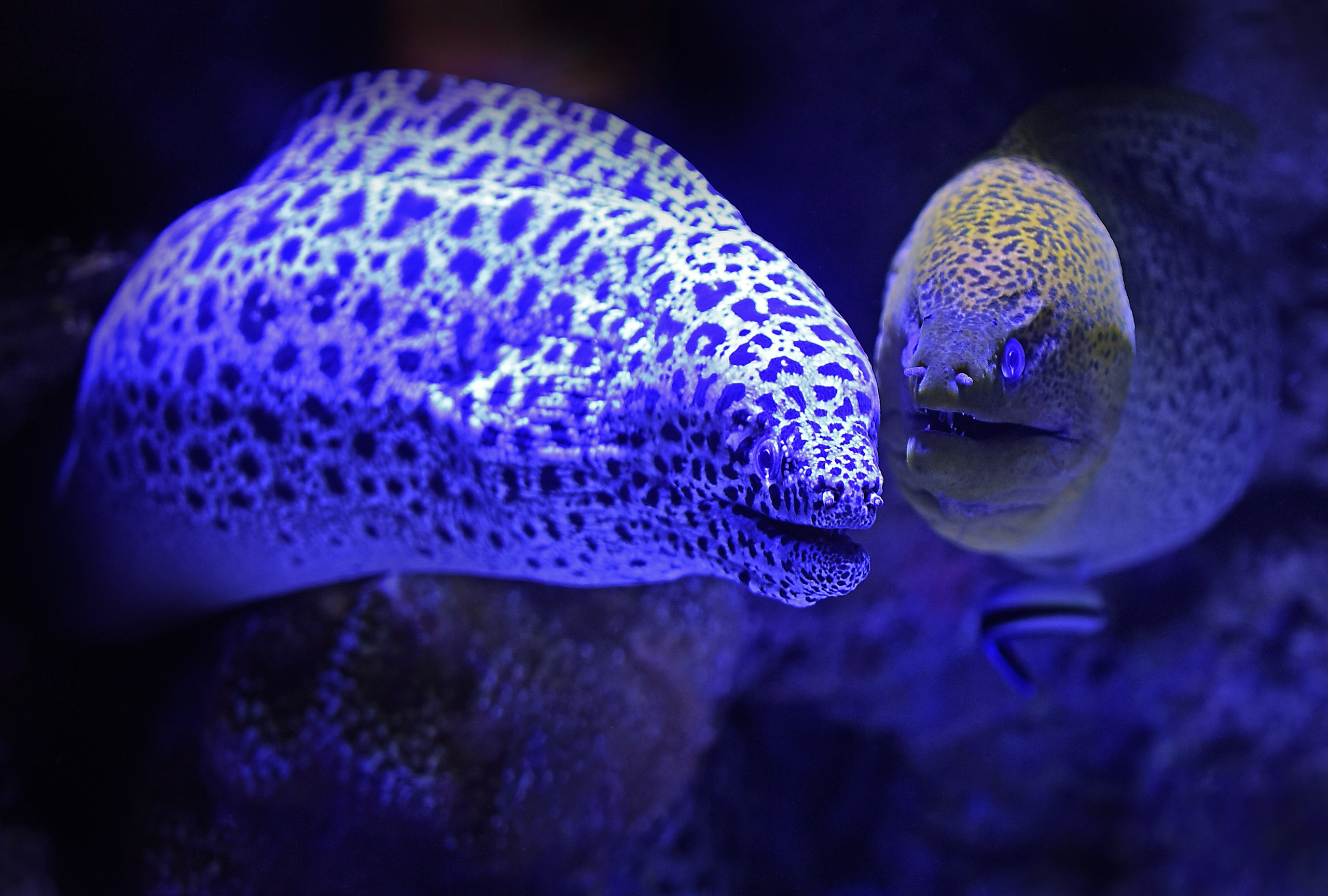 These two moray eels seem to be on friendly terms.