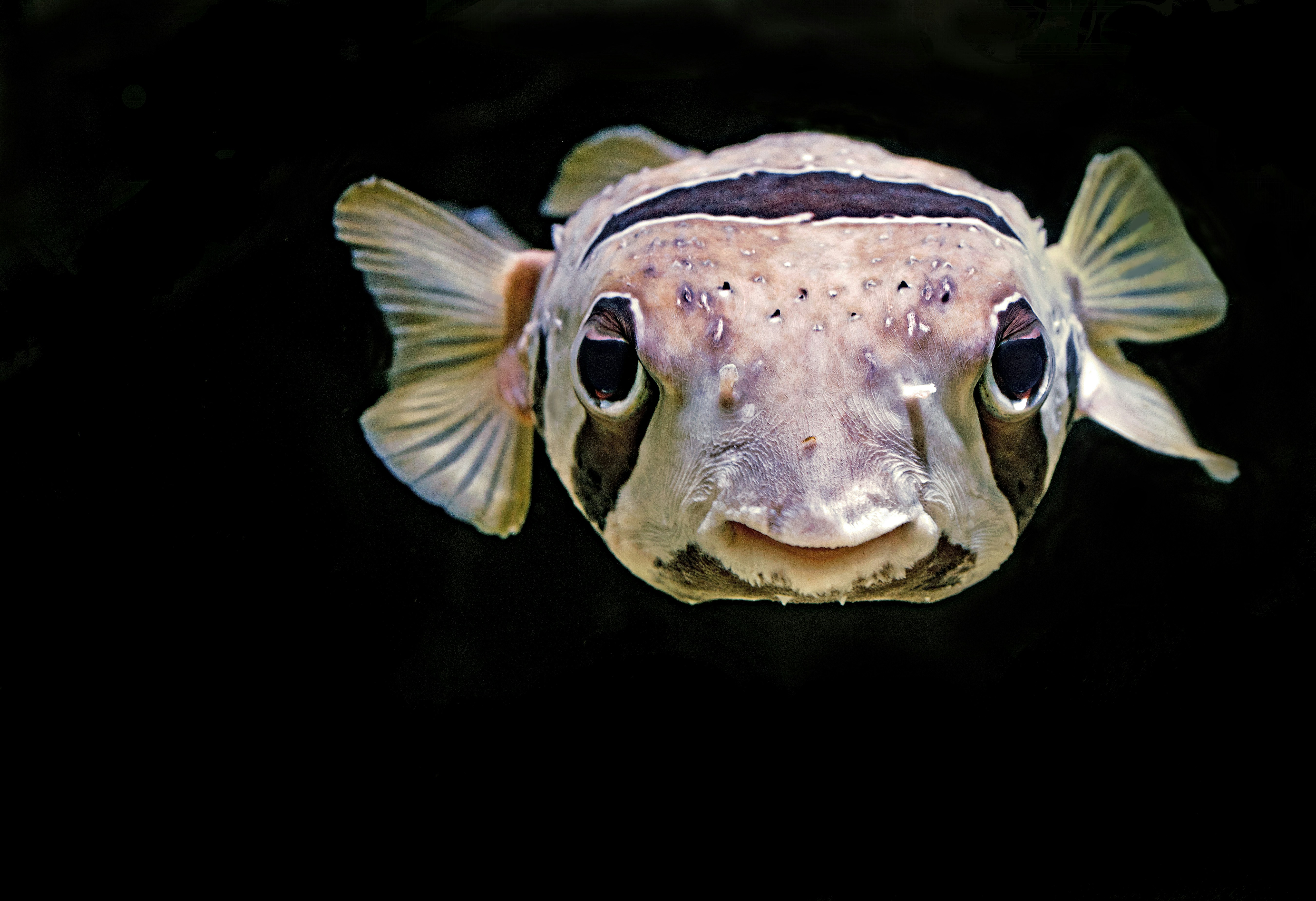 They call him E. T. (the staff at the Cairns Aquarium). He is a Black-blotch Porcupinefish. If they feel threatened they can puff themselves up into a ball covered with spines to protect themselves (the fish, that is).