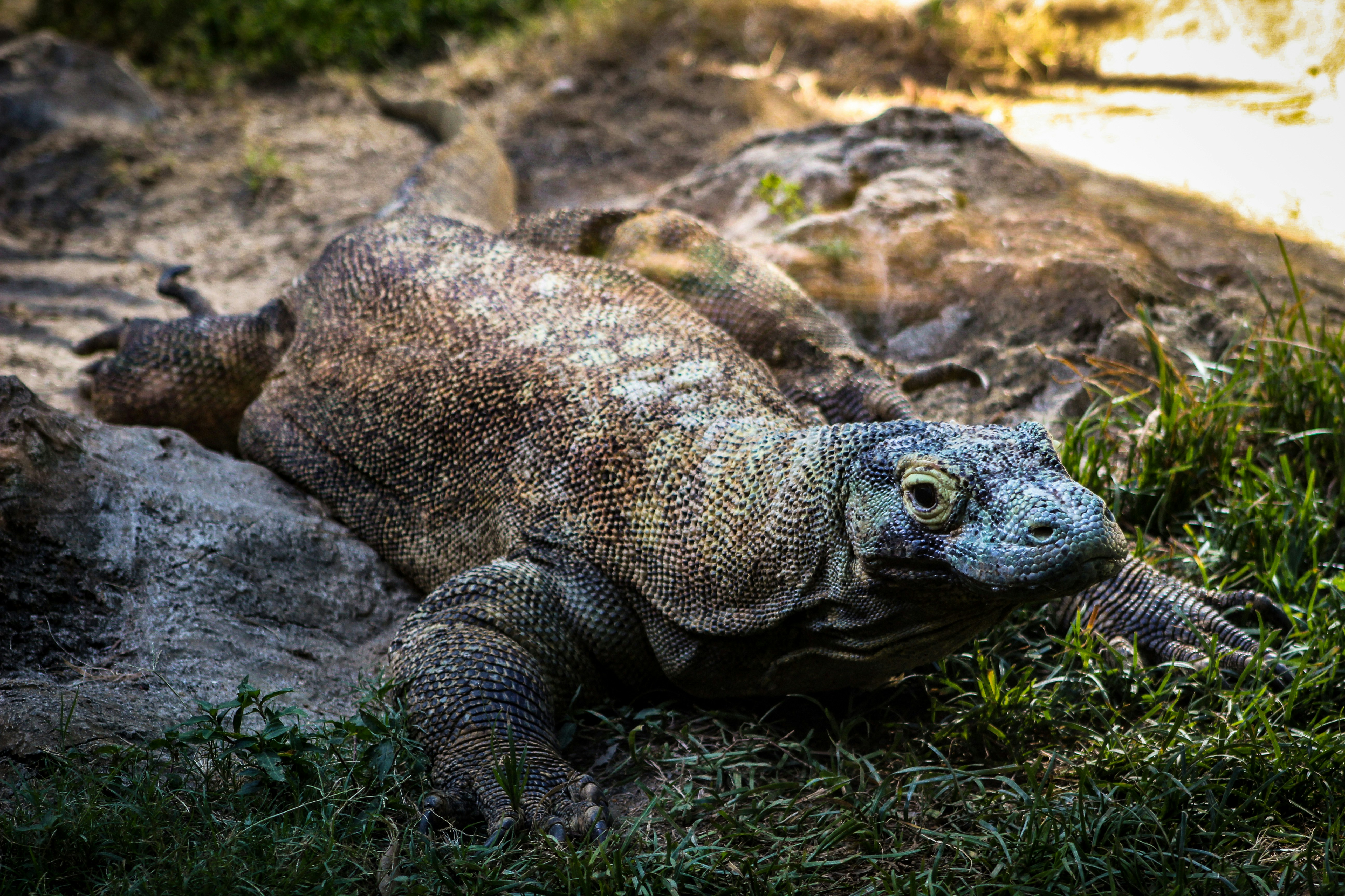 This komodo dragon had just finished getting a drink of water. It stopped and then looked straight at the camera.