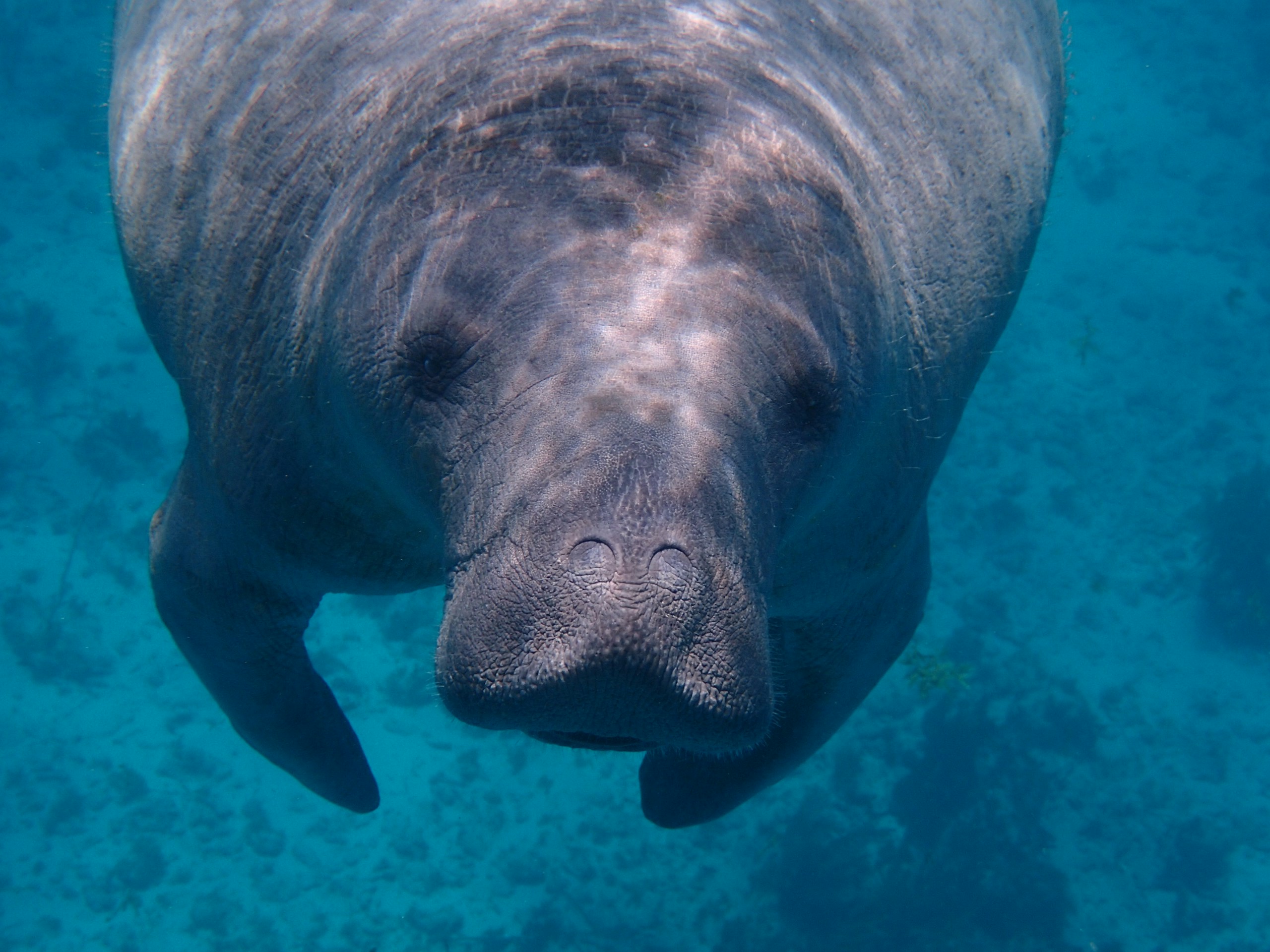 This photo was taken snorkeling in Belize