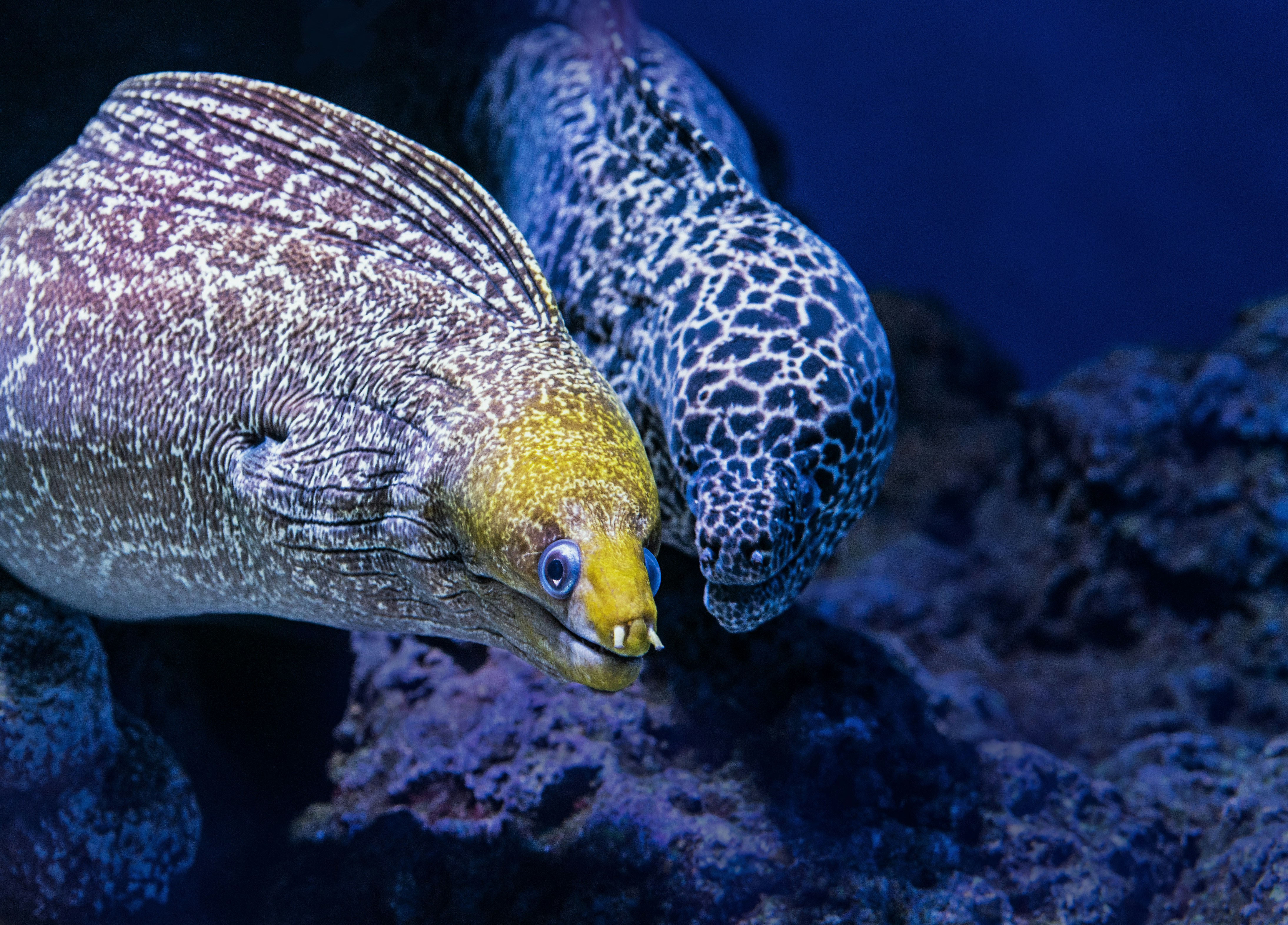 Two moray eels at the Cairns aquarium, Australia.