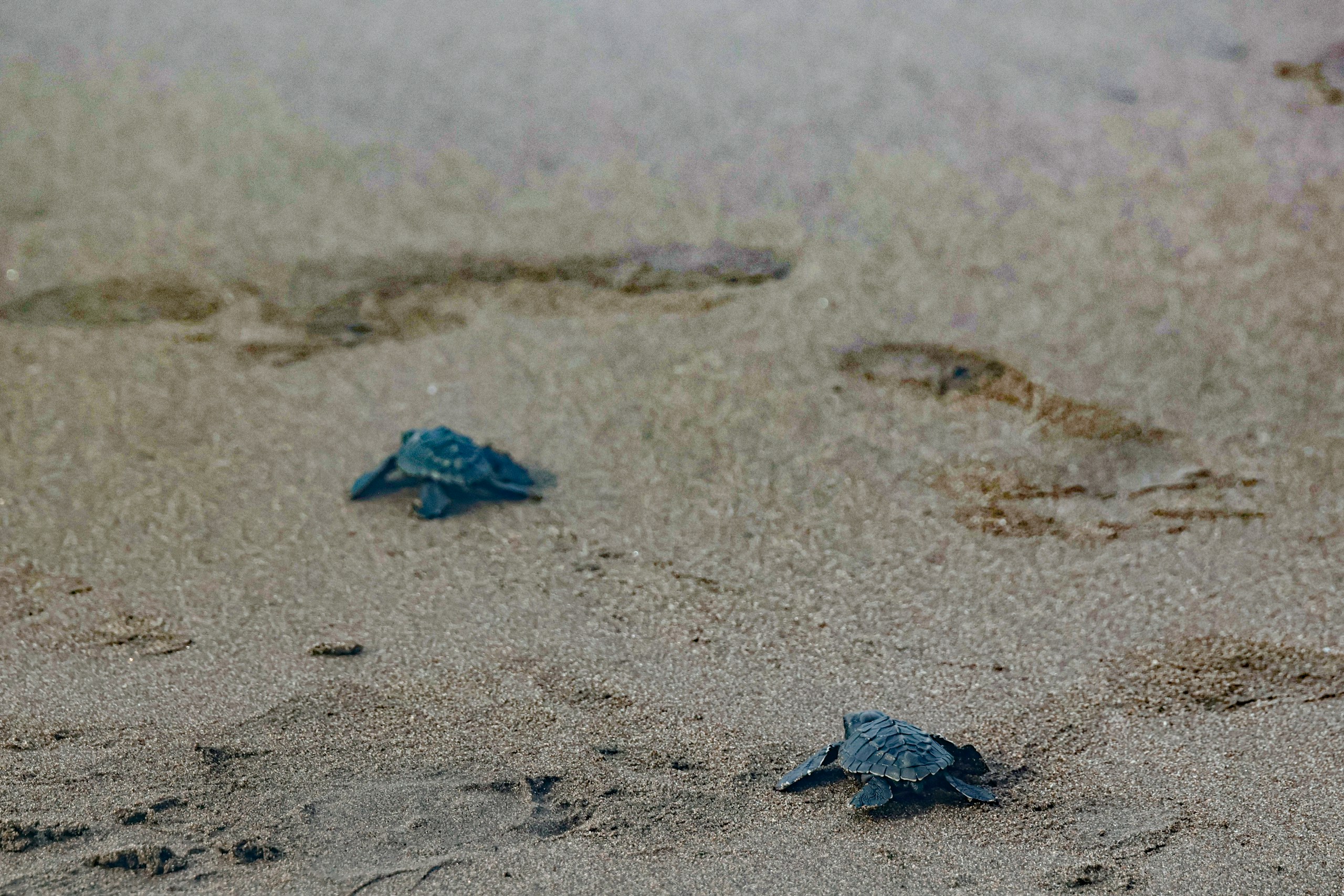Two Olive Ridley baby sea turtles