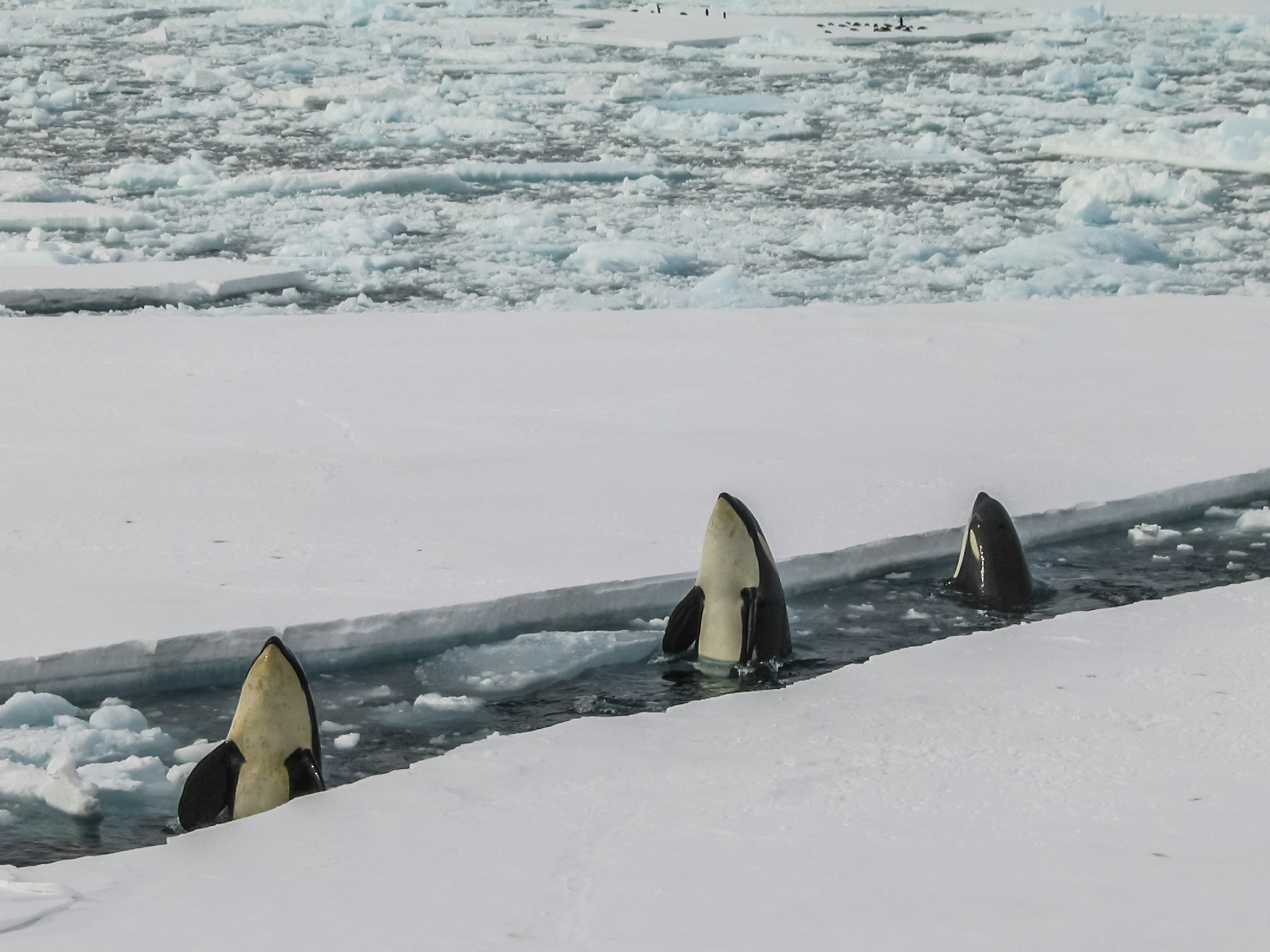 When I was on the USCGC Polar Sea (WAGB-11) we went down to Antarctica on Operation Deep Freeze. Our mission was to break the ice and create a shipping lane for the fuel and cargo ship to resupply the base in McMurdo. While we were breaking ice these killer whales were following us looking for food. If you look at the top of the photo you can see some penguins on the sheet ice, that’s who they were looking for. I hope you enjoyed! I’m on IG @65_bomber Stop by and say hi!