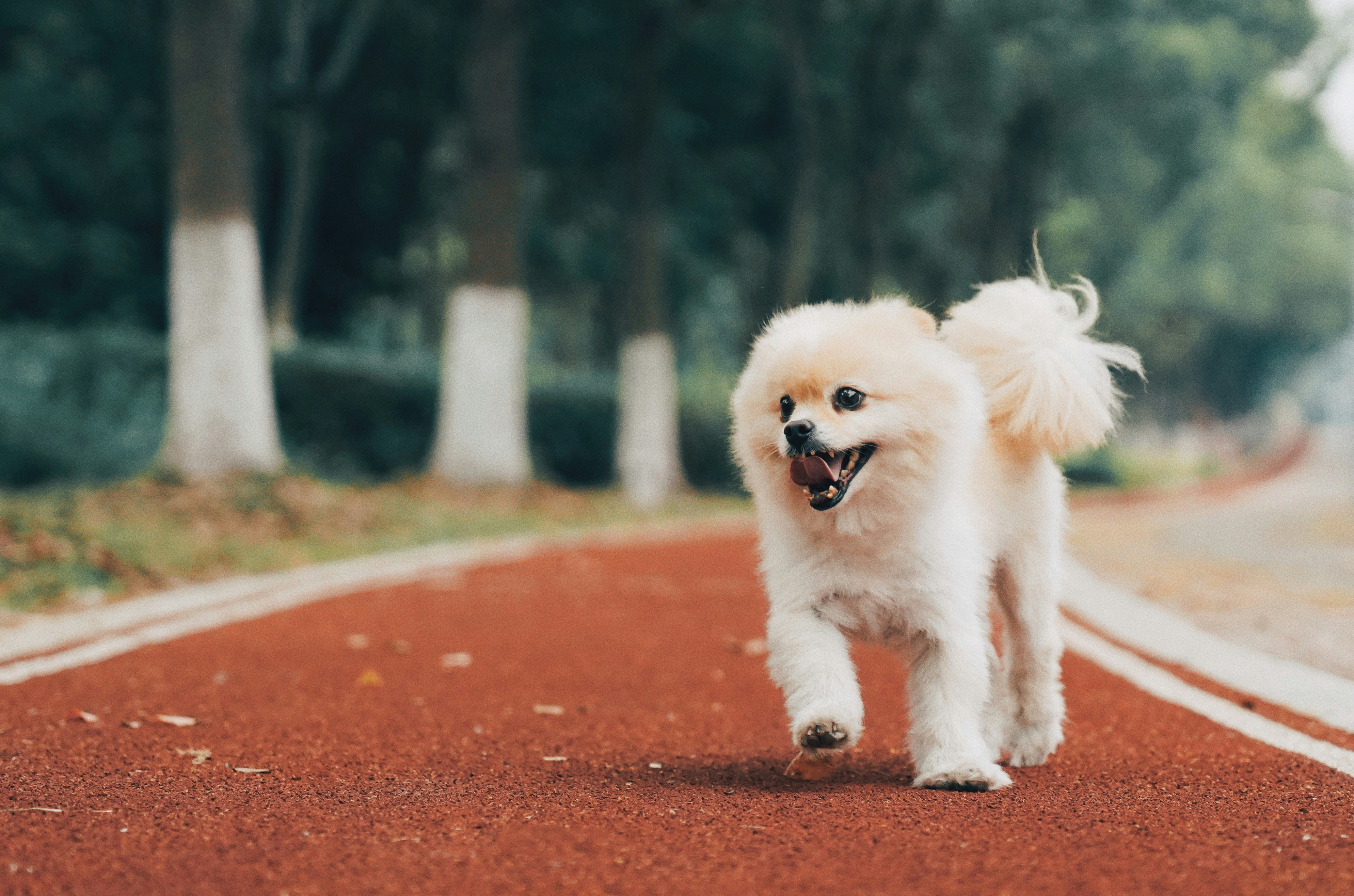 white dog on road