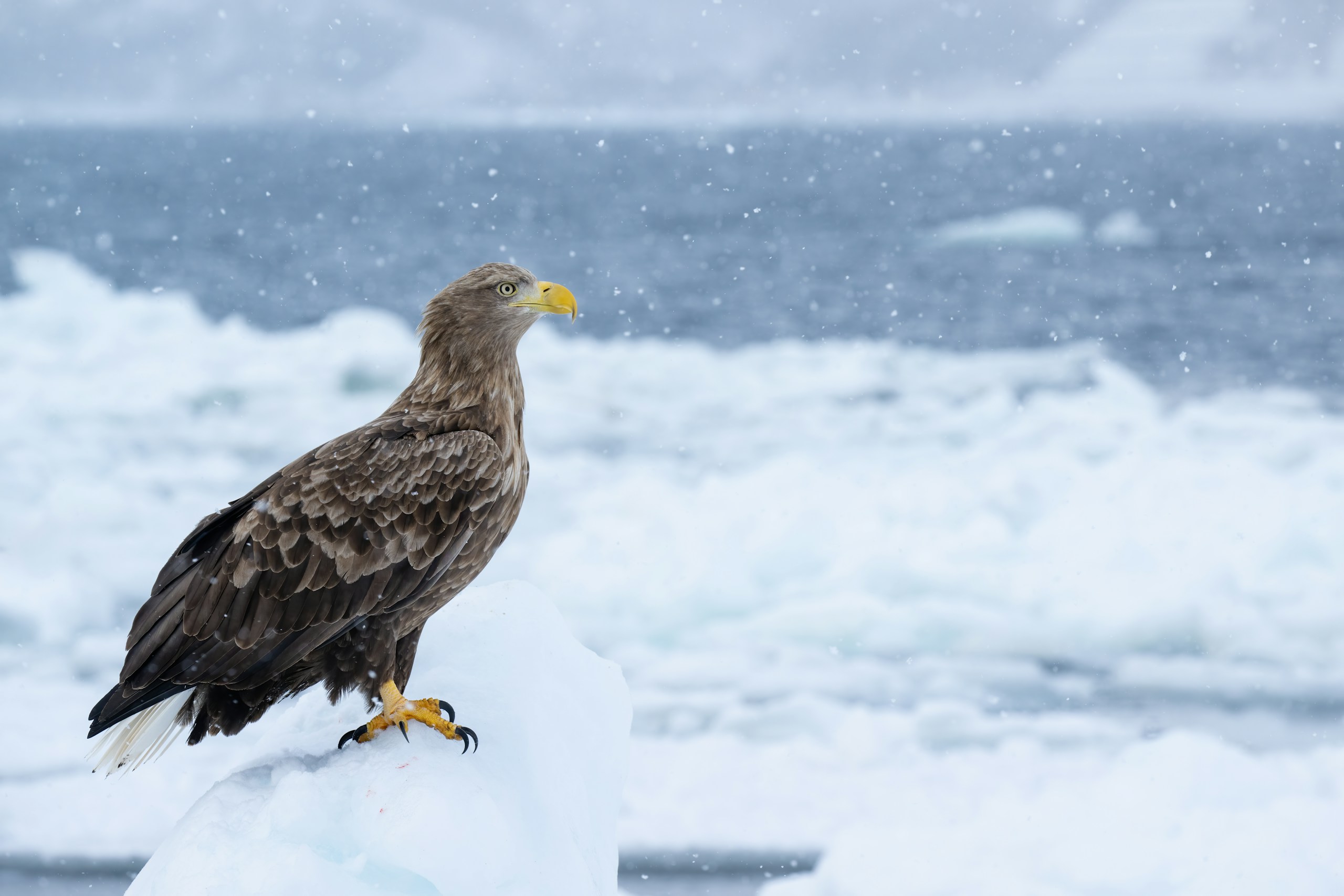 White-tailed eagle perched on drift ice off the coast of Rausu, Hokkaido, Japan. Winter, February 2024.