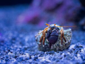 Zebra Hermit Crab