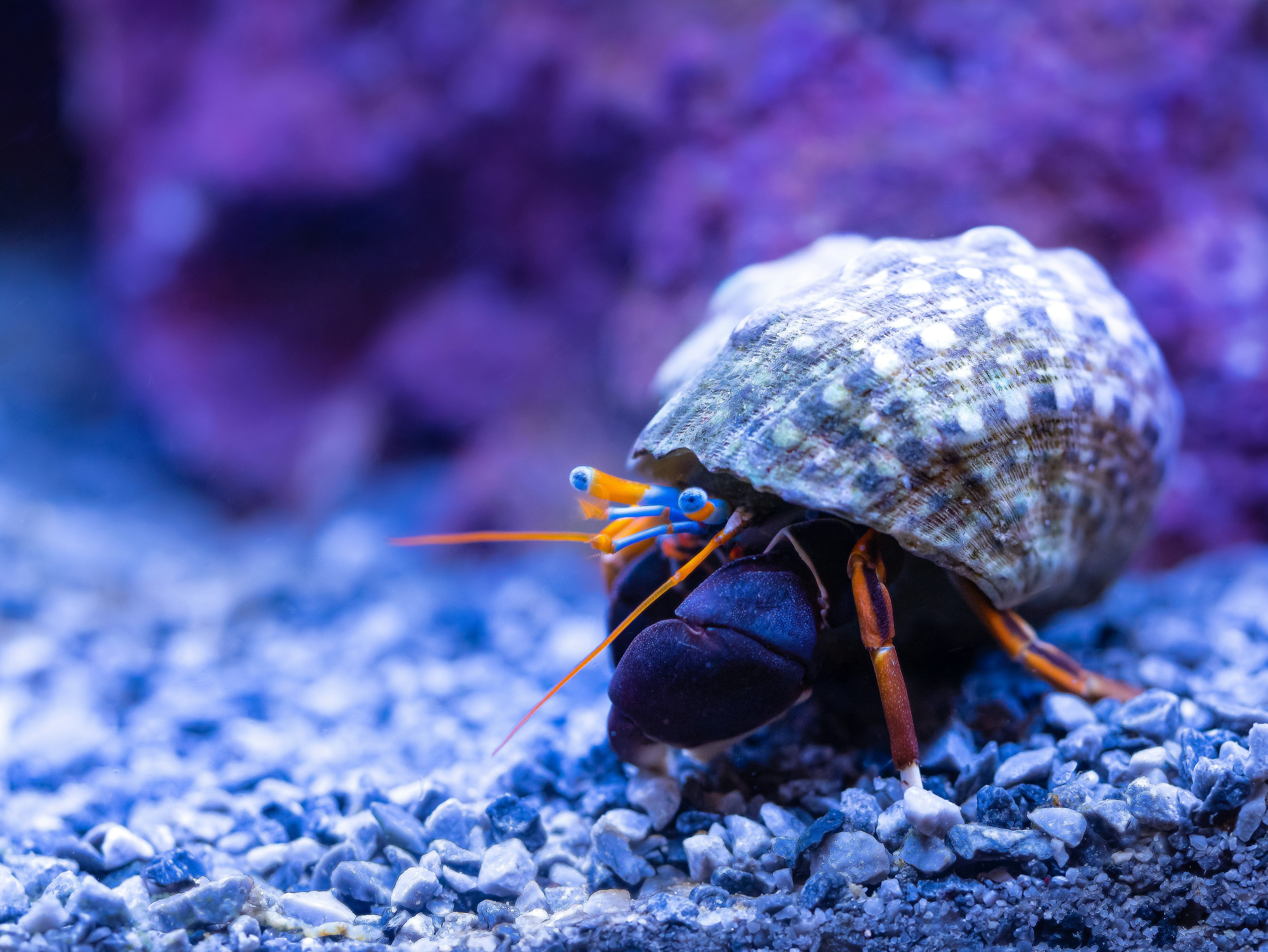 Zebra Hermit Crab