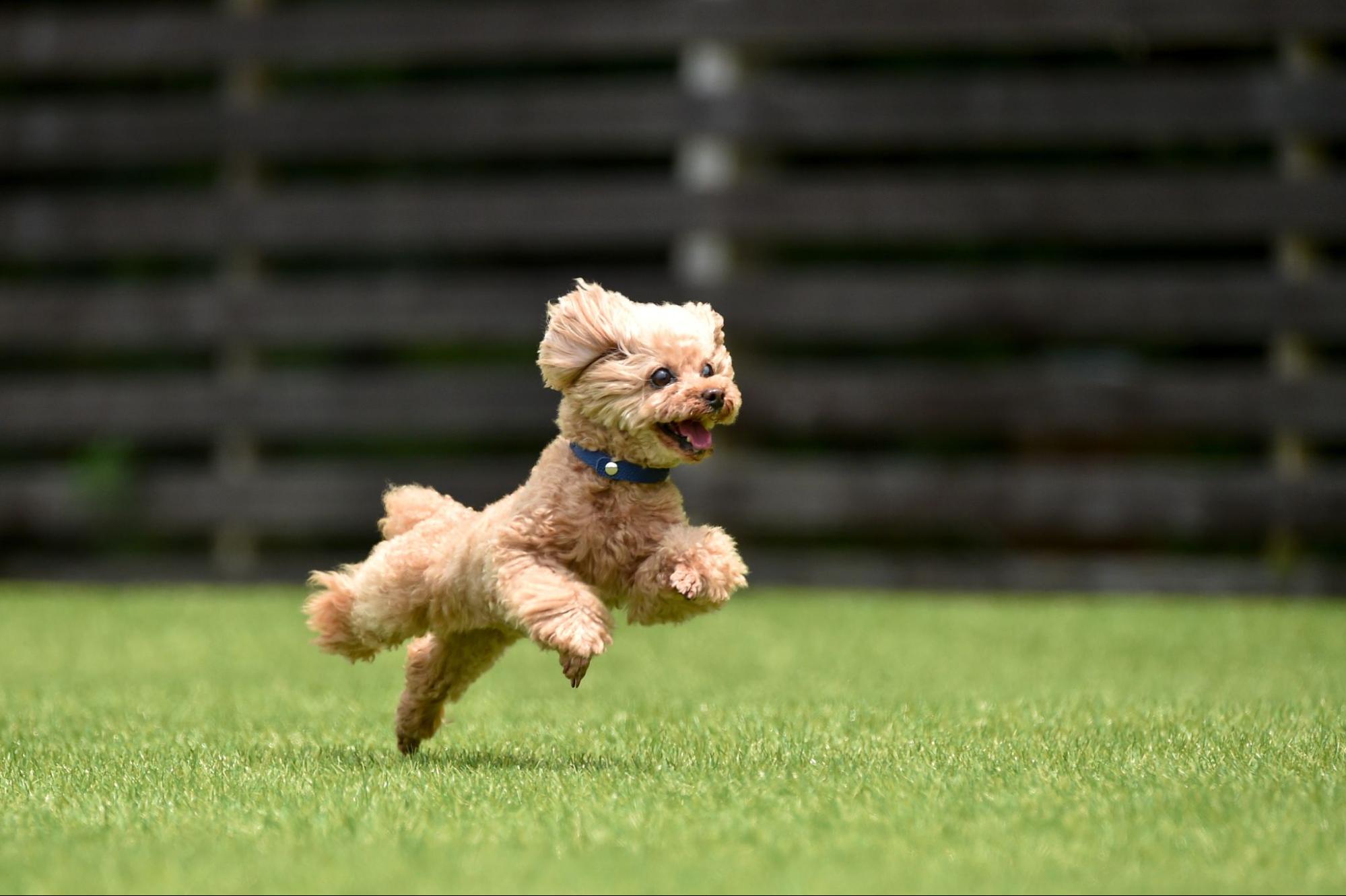 愛犬を連れていきたいドッグランは見つかりましたか？運動不足解消だけでなく、他のわんちゃんと遊ぶことで、愛犬もきっと楽しんでくれるはず。 ドッグランの周りには、わんちゃんと入れるお店がある場合も多いので、愛犬との充実した時間を過ごしてみてください。